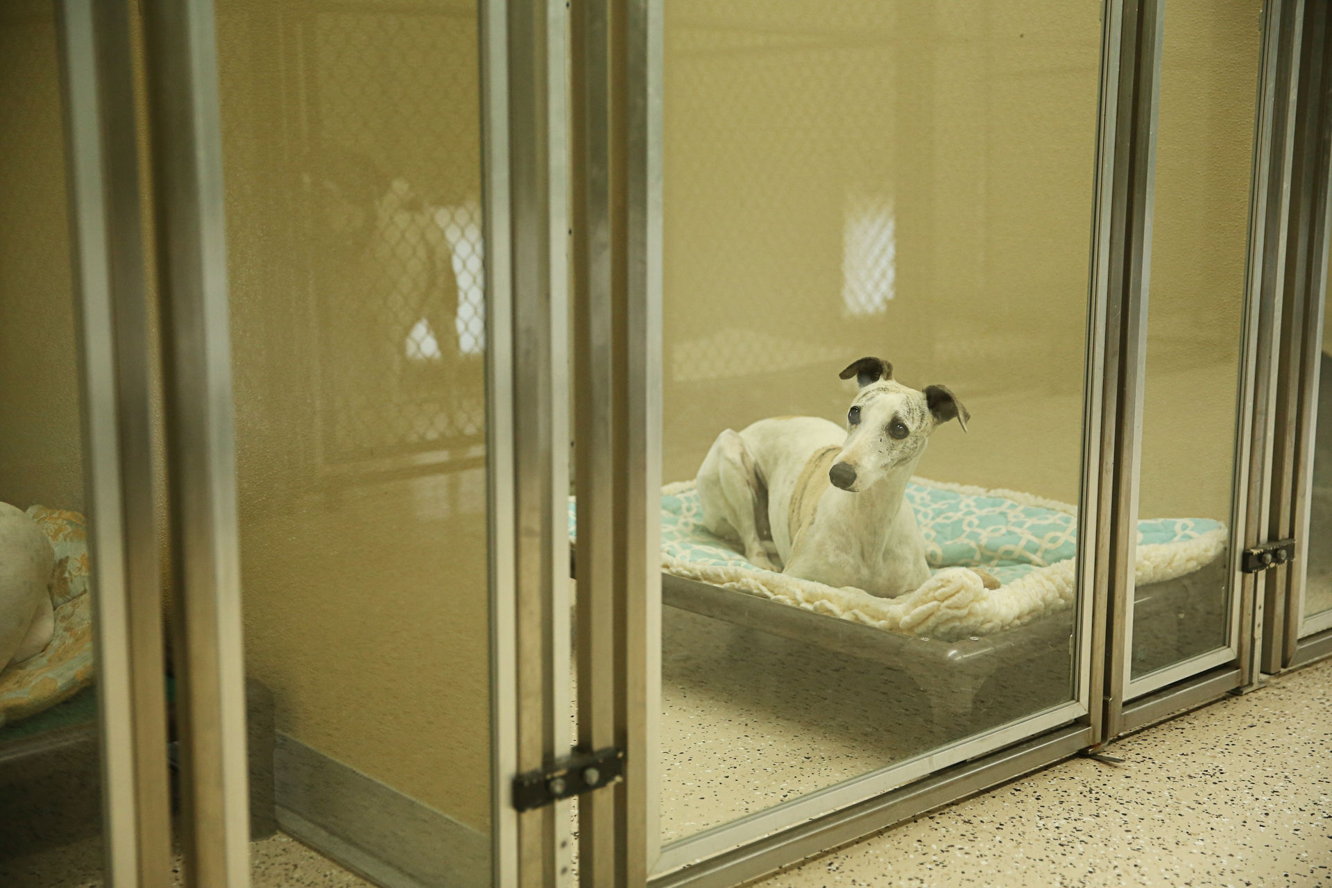 Kennels in the Country &copy;