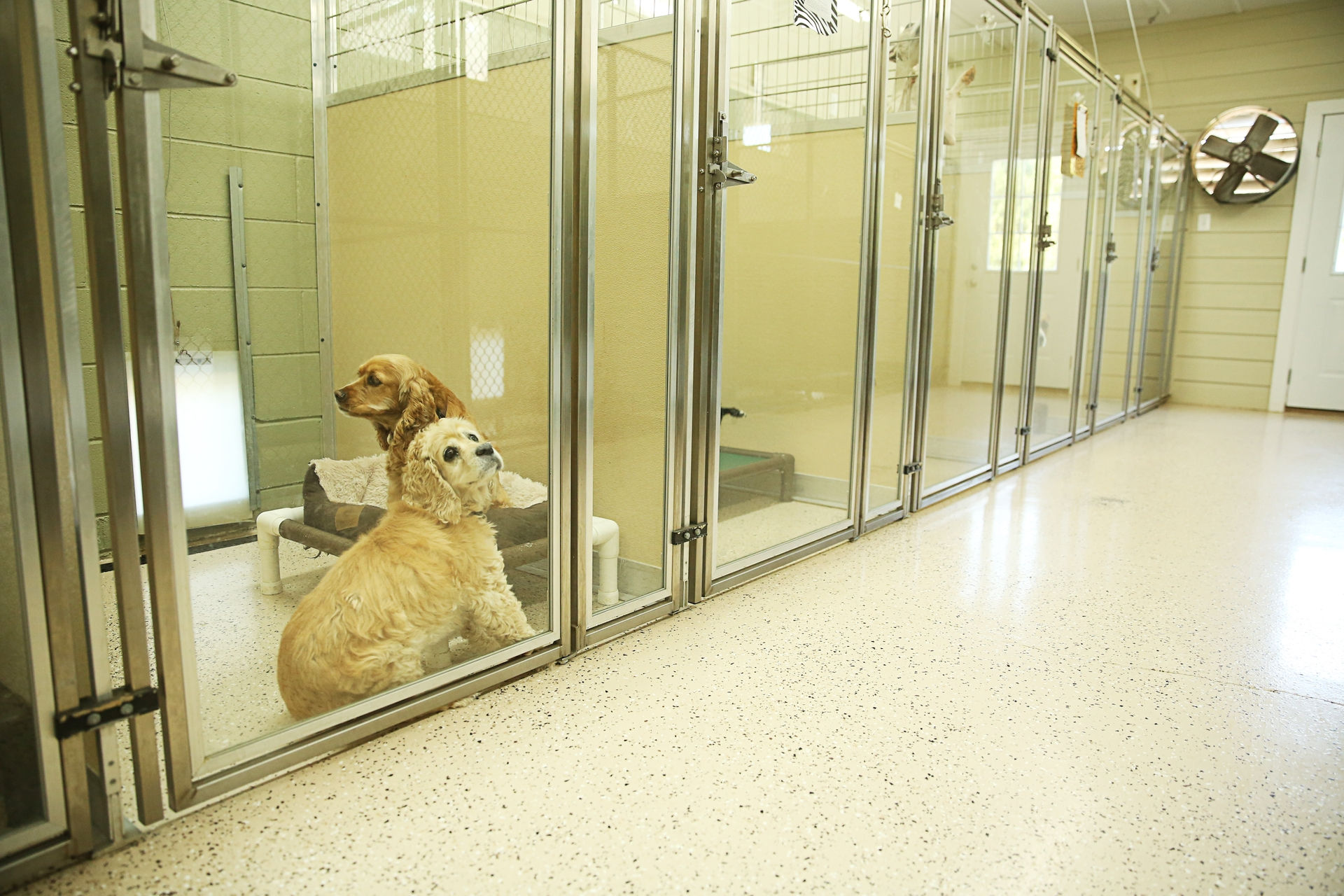 Kennels in the Country &copy;